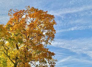 Indian Summer