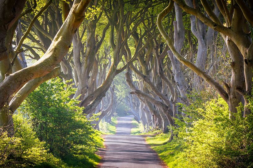 The Dark Hedges by Antwan Janssen
