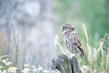 Little owl on guard by mirka koot