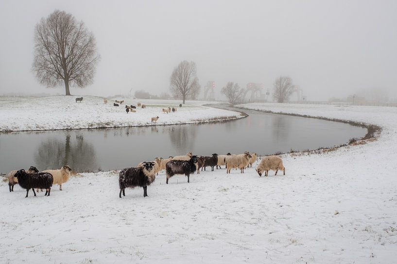 Schapen bij sluis Amerongen van Moetwil en van Dijk - Fotografie