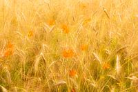 Klaprozen in een korenveld op een zomerse dag