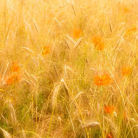 Mohn im Kornfeld an einem Sommertag von Erna Böhre