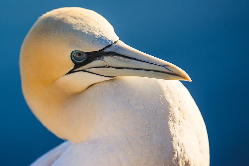 Gannet by Gerrit Anema