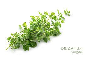 frisgroene oregano, Origanum vulgare, geïsoleerd met kleine schaduw op een witte achtergrond met voo