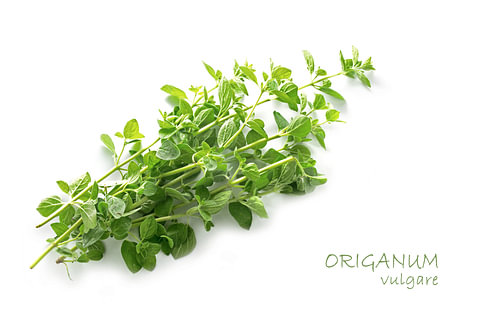 frischgrüner Oregano, Origanum vulgare, isoliert mit kleinem Schatten auf weißem Hintergrund mit Mus