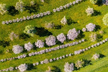 Luchtfoto van de bloesem van fruitbomen in de Zwabische Alb