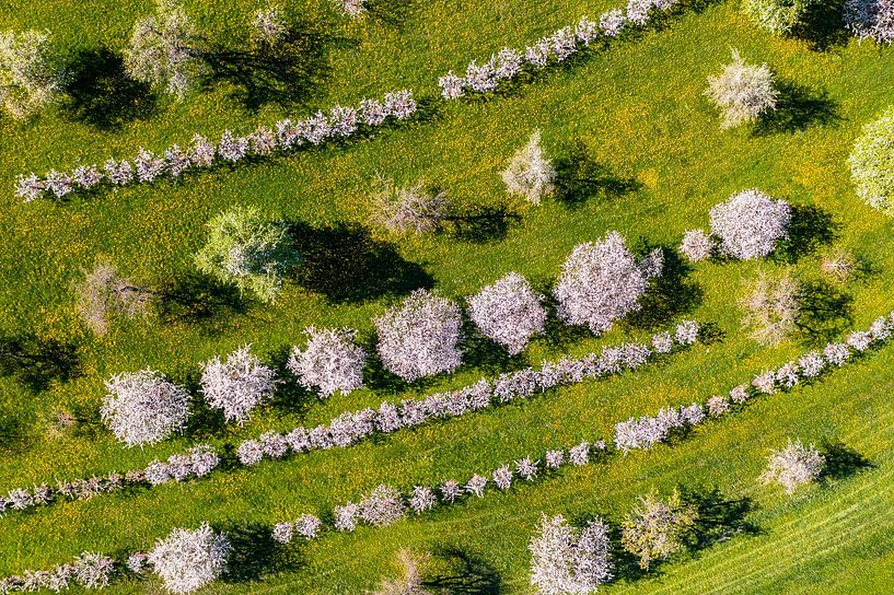 Aerial photograph fruit tree blossom on the Swabian Alb by Werner Dieterich