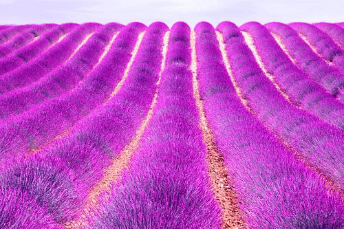 Een felle lavendel uit provence