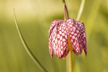 Bloem Spikkel Rood van Jantien van Dam