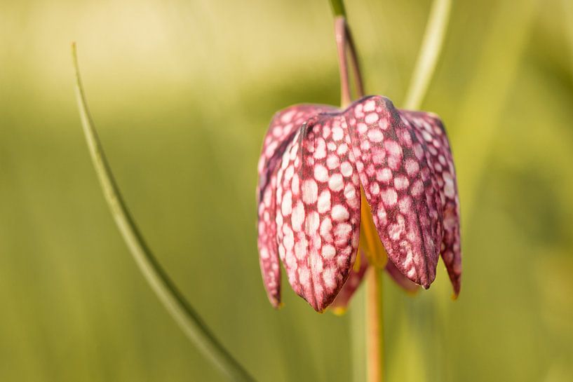 Red Dotted Flower by Jantien van Dam