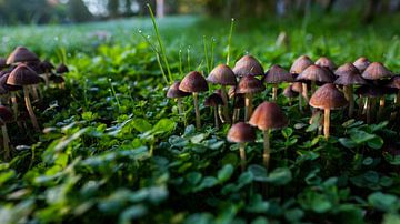 Paddenstoelen in ochtendzon van Tim Briers