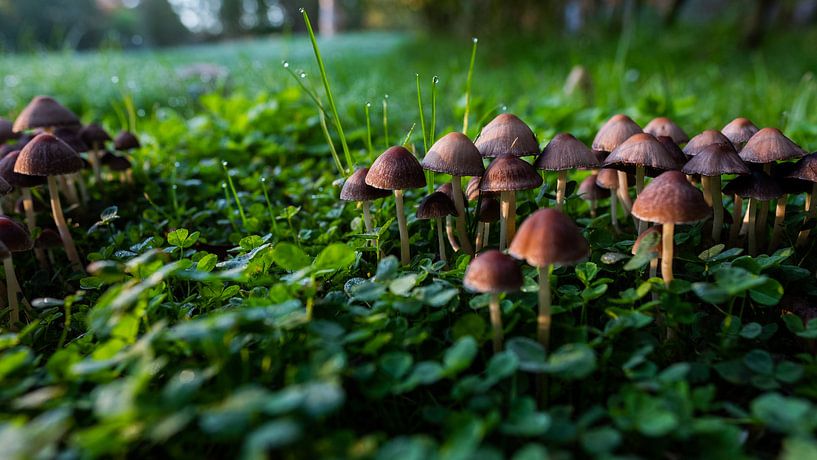 Champignons au soleil du matin par Tim Briers