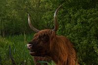 Schotse Hooglander Stier