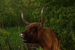 Schottischer Highlander-Bulle