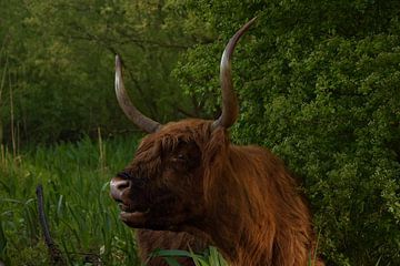 Schotse Hooglander Stier van IdzardCreations