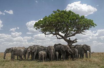 elephants looking for shadow von anja voorn