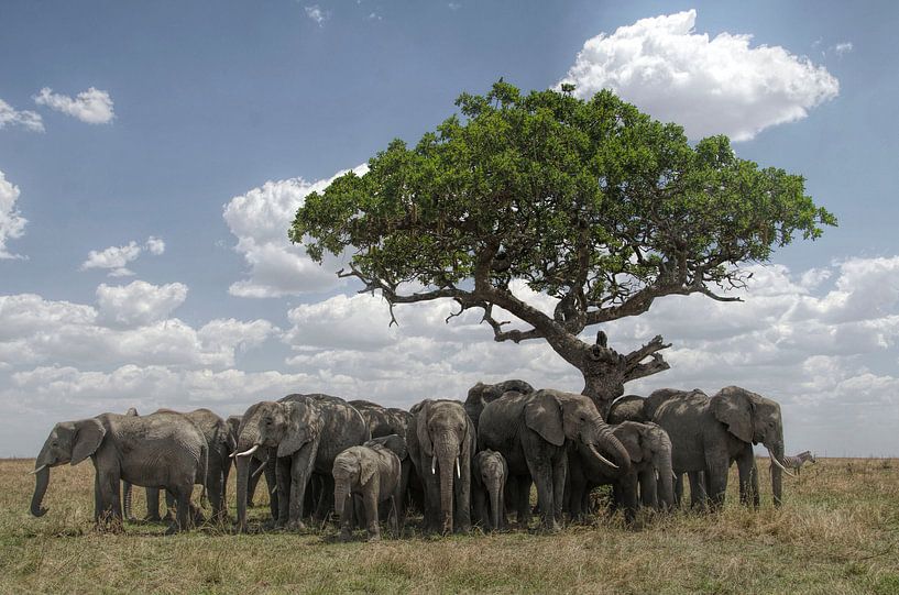 elephants looking for shadow van anja voorn