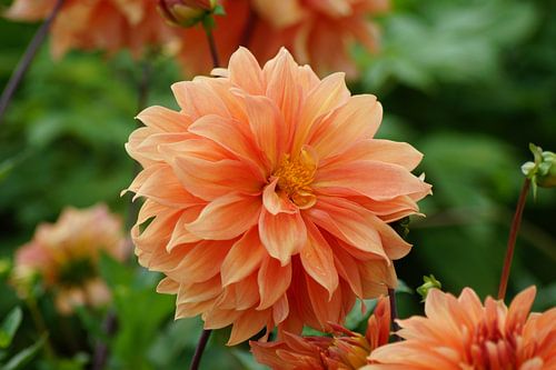 Oranje bloem van de dahlia Tyrell