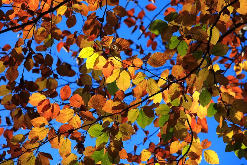 Beech by Thomas Jäger