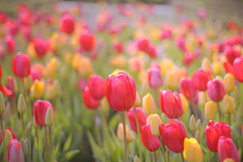 Champ de tulipes par Marianna Pobedimova