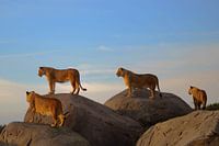 Lions