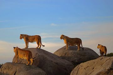 Lions van Sjoerd Reitsma