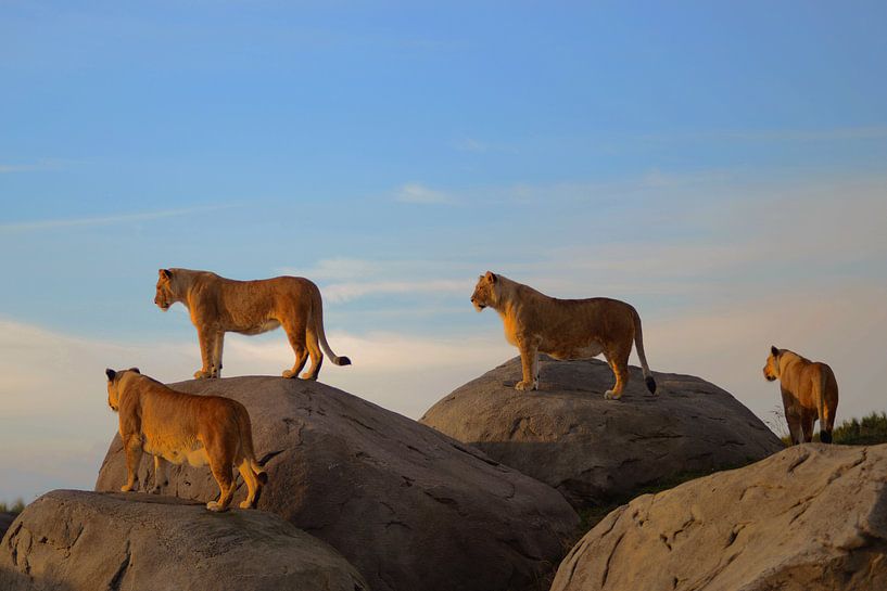 Lions by Sjoerd Reitsma