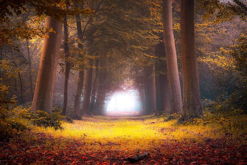 Foggy forrest