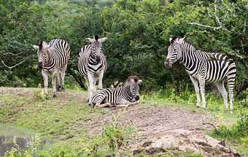 group of zebras 