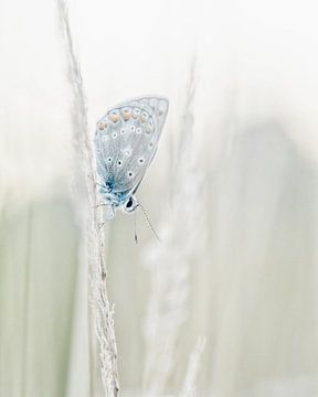 Icarus Blauwtje (vlinder) in zachte kleuren van Caroline van der Vecht