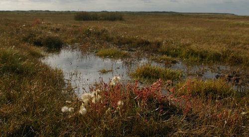 Rode zeekraal Slufter