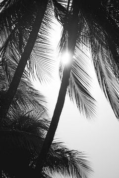 Schaduwspel der Palmen - Zwart-Wit Contrasten van Femke Ketelaar