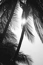 Shade of Palms - Black and white contrasts by Femke Ketelaar thumbnail