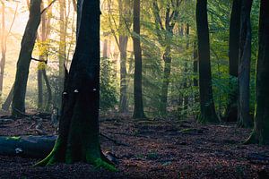 Speulderbos 4 van Thom Brouwer