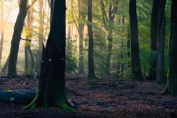 Speulderbos 4 von Thom Brouwer