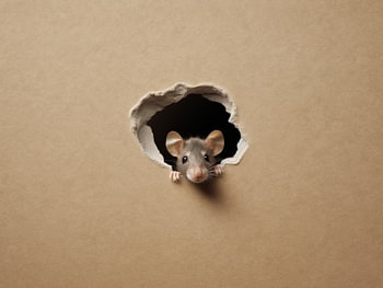 Nieuwsgierigheid in Karton - Speelse Muis Verstoppertje