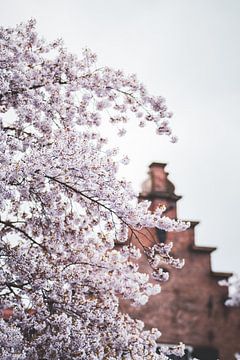 Blossom in Zwolle by S van Wezep