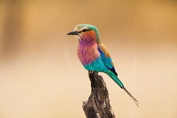Lilac-breasted Roller by Chris Stenger