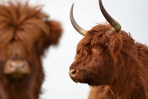 Schotse hooglanders twee koppen sur Sascha van Dam