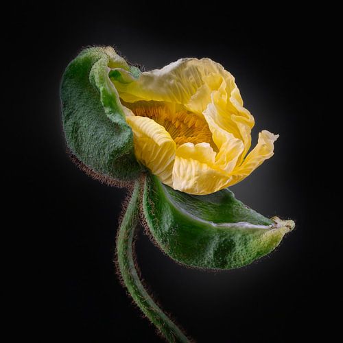 Poppies Escape No 07