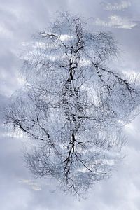 Bomen