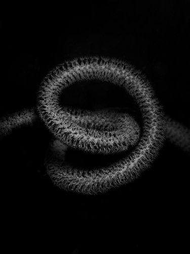 Junceella juncea (limitierte Auflage)