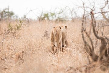 Familie leeuw by Riana Kooij