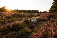 Heide zonsondergang in Warnsborn Arnhem