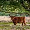 Schotse Hooglander op de hei van Gonnie van de Schans