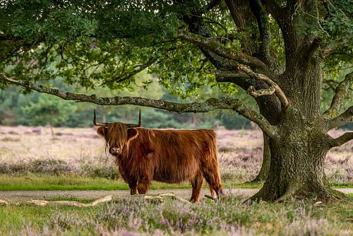 Le Highlander écossais sur la lande