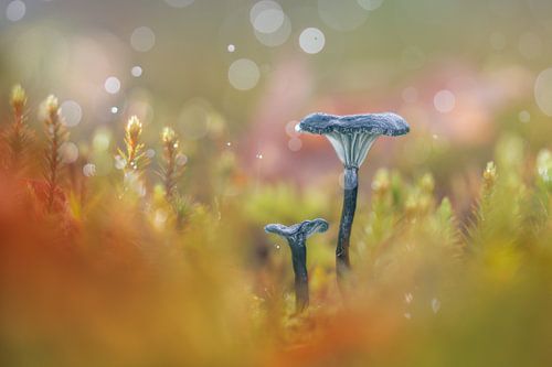 Conte de fées bleu-vert sur Maarten Trybou