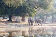 Les éléphants pour les arbres atmosphériques sur Anja Brouwer Fotografie Aperçu