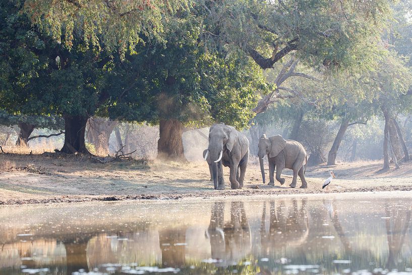 Les éléphants pour les arbres atmosphériques sur Anja Brouwer Fotografie