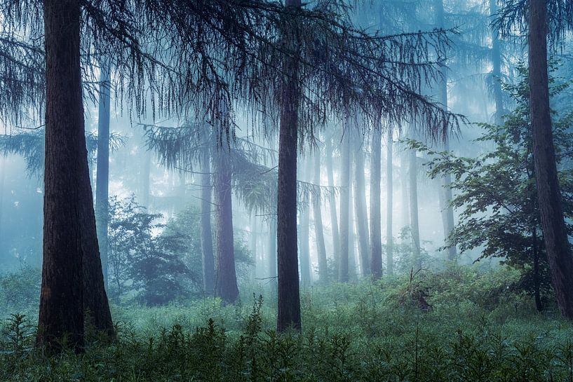 Cloud Forest by W. Lohof